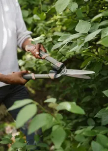 Kent & Stowe Surecut Hedge Shears