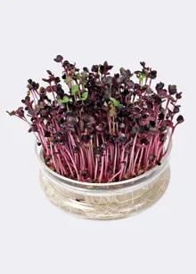 Buzzy® Bio Cut & Eat Rocket Seeds With Glass Bowl