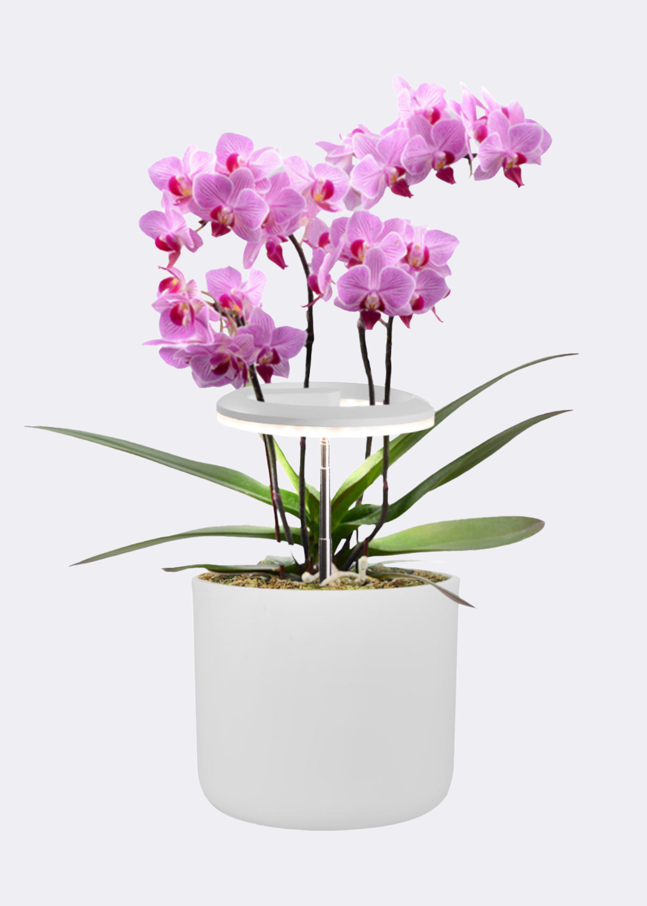 Dobbies Halo Grow Light