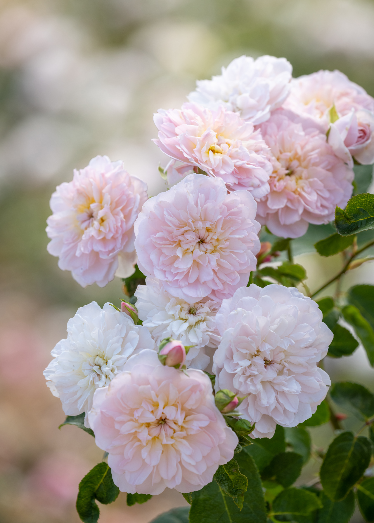 David Austin Rose 'Elizabeth' 6ltr