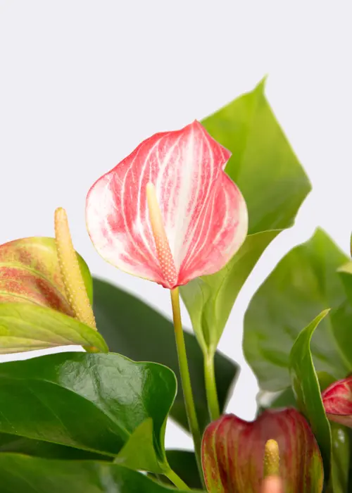 A photo of Anthurium Livium Red 17cm