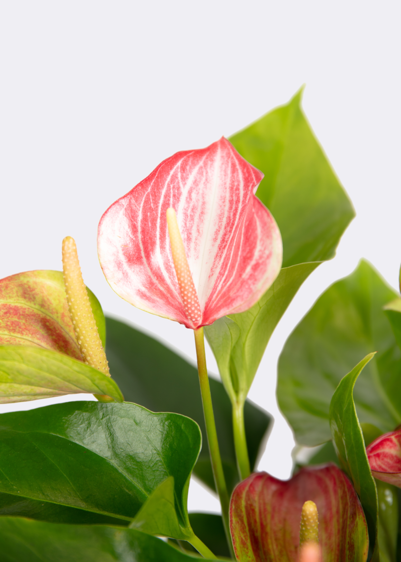 Anthurium Livium Red 17cm