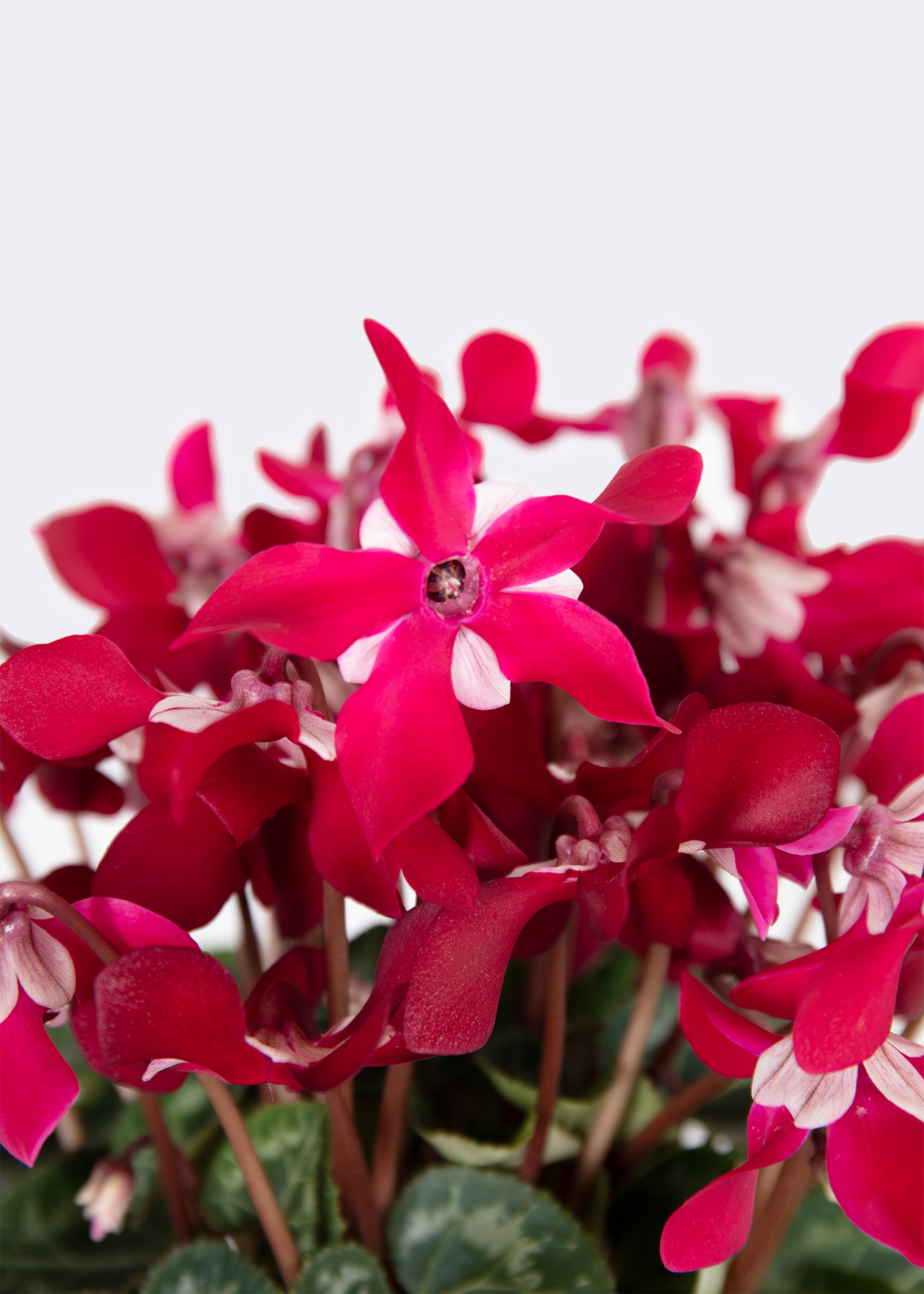 Cyclamen Indoor Djix Dark Red 12cm | Dobbies Garden Centres