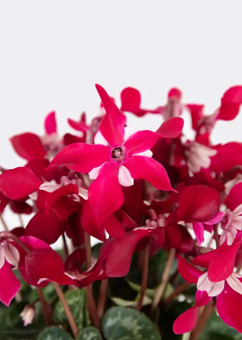 A photo of Cyclamen Indoor Djix Dark Red 13cm