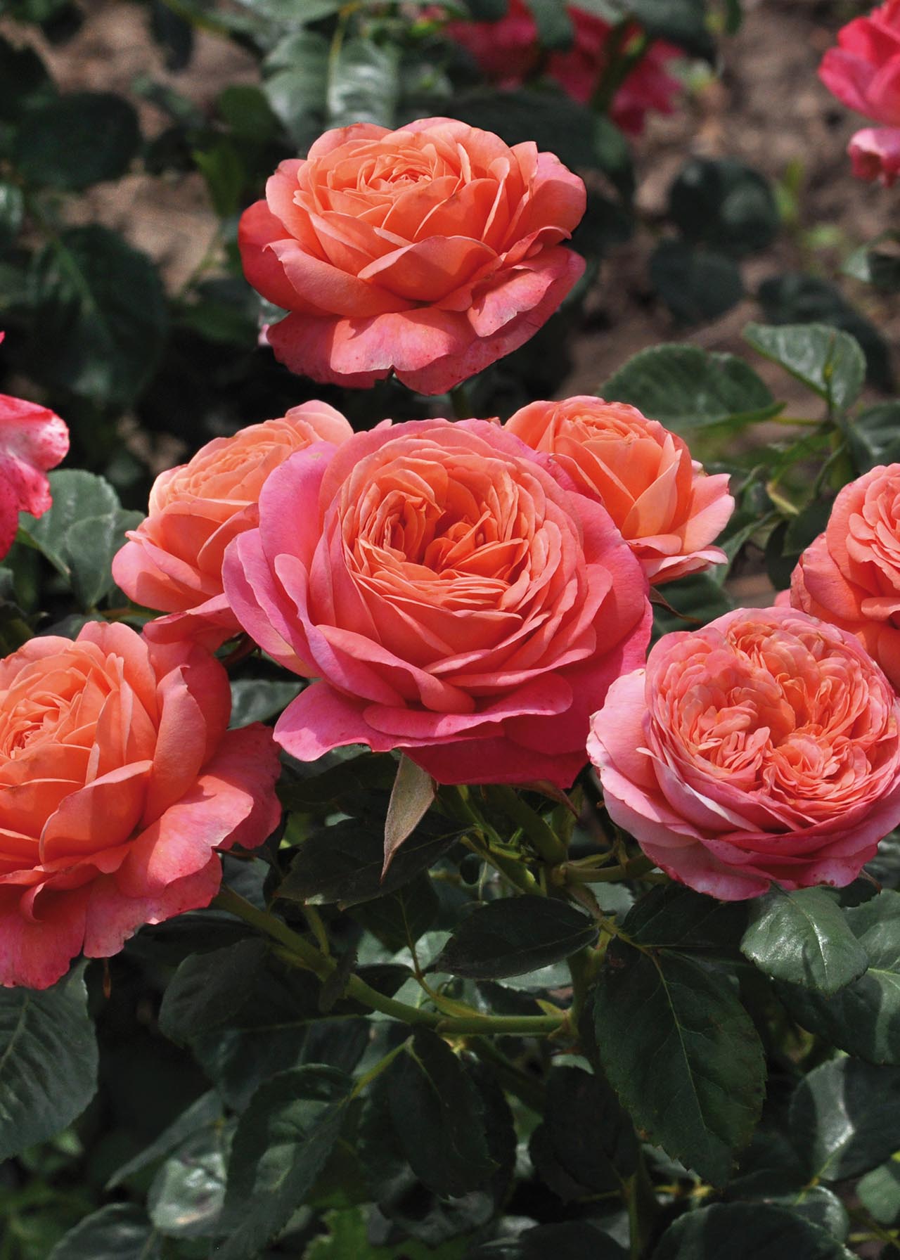 Rose Mandarin Patio 4.5ltr