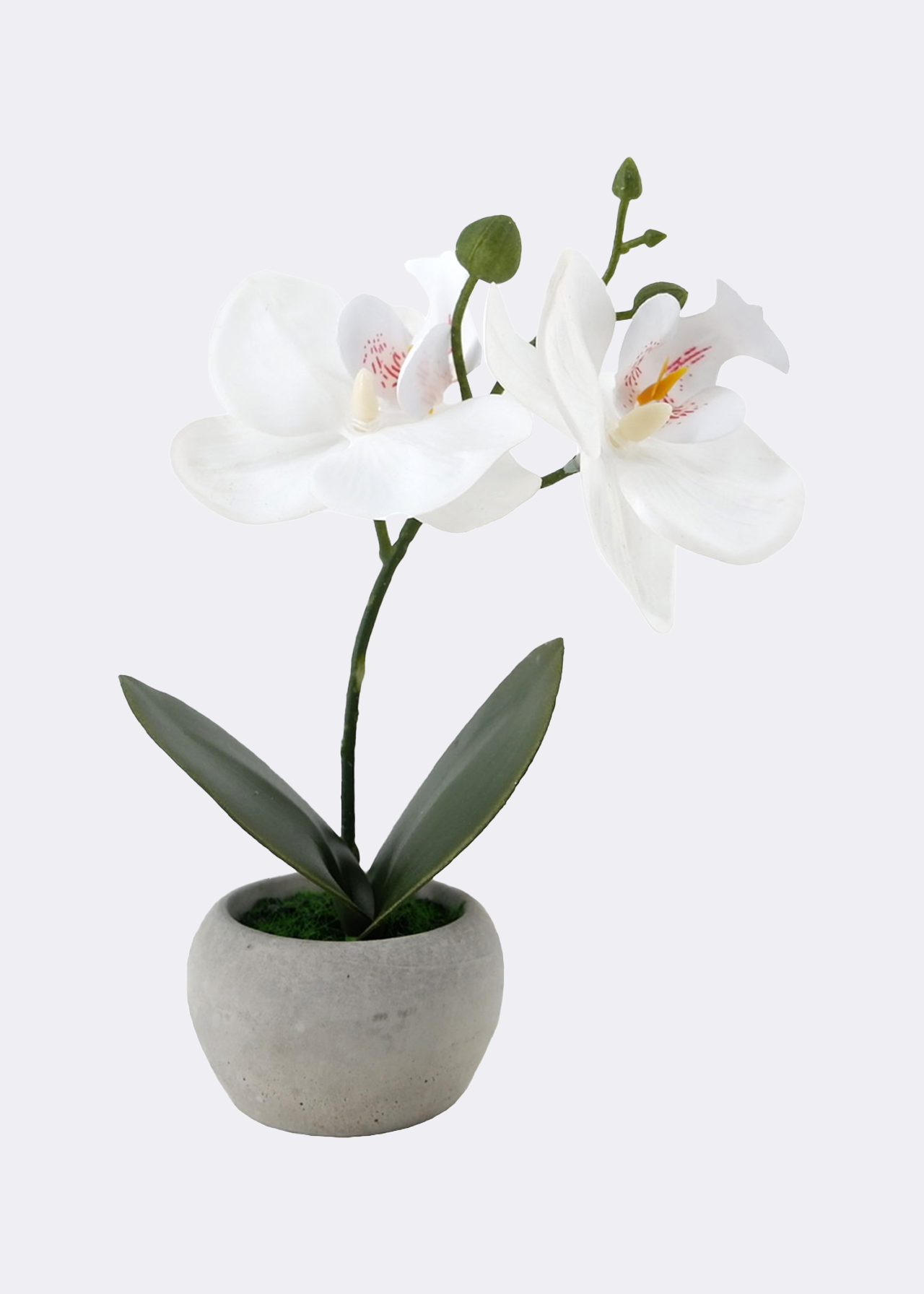 Faux Mini Orchid Plant
