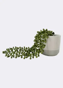 Faux String of Pearls Plant