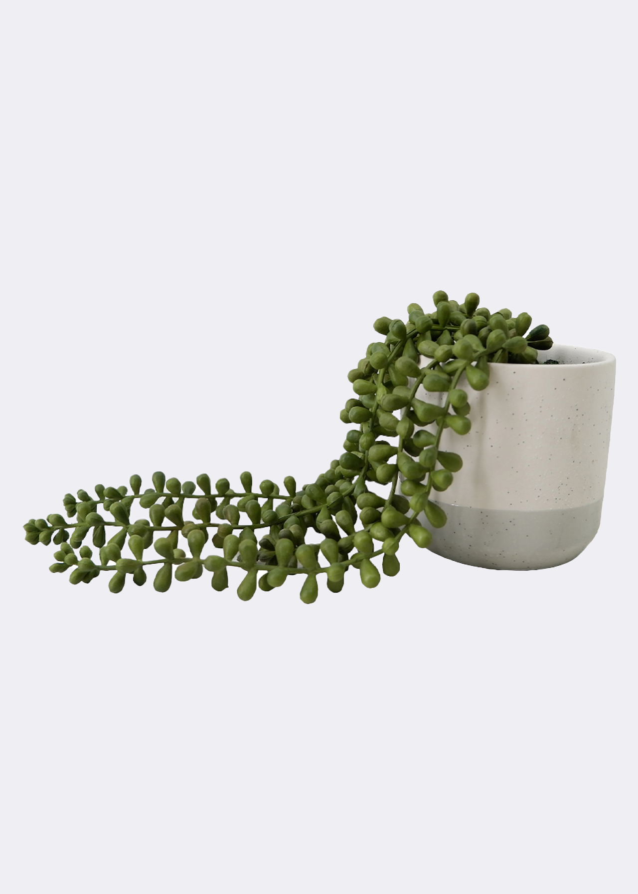 Faux String of Pearls Plant