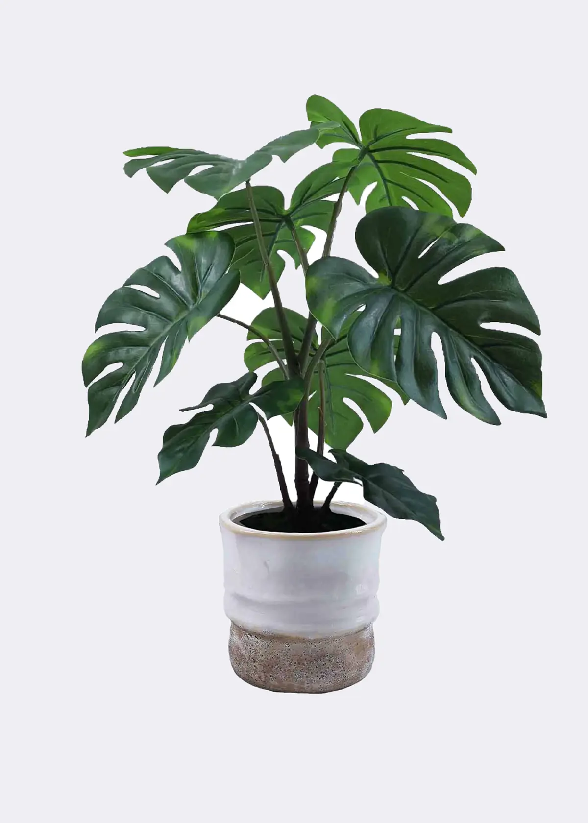 A photo of Faux Monstera Plant