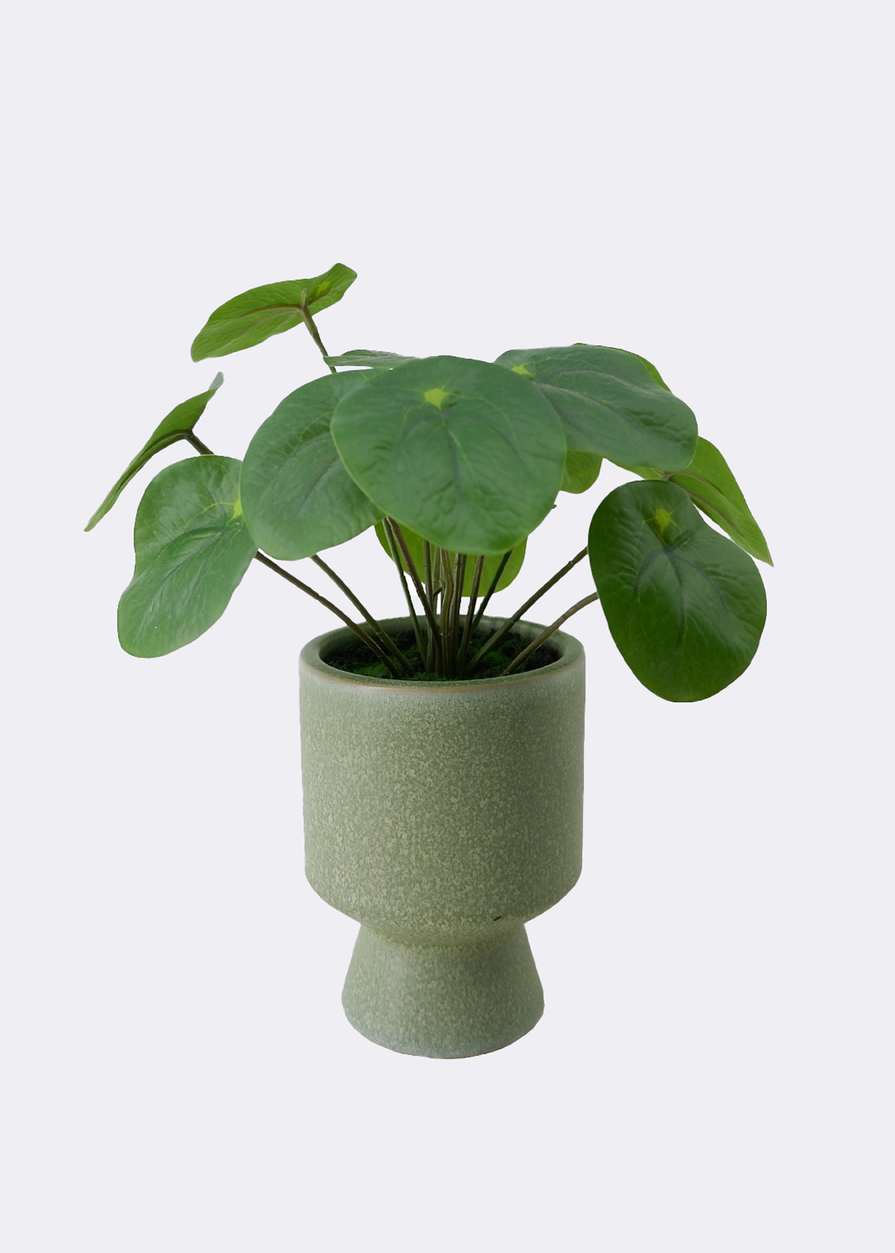 Faux Chinese Money Plant