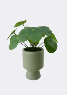 Faux Chinese Money Plant