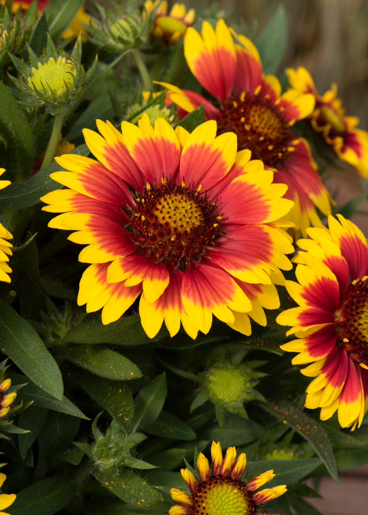 Gaillardia Guapa Flamenco Bicolour 3ltr