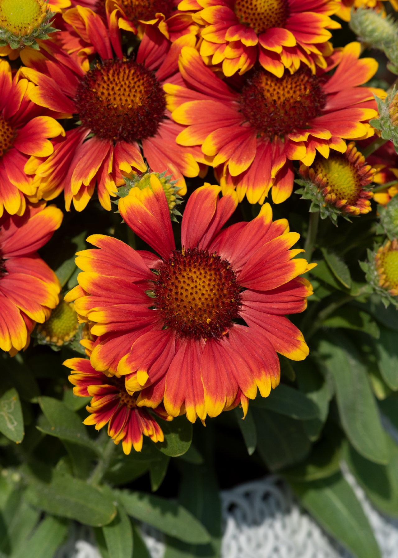 Gaillardia Guapa Tango Bicolour 3ltr