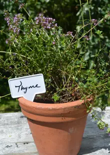 Pack of 20 White T Labels 10cm