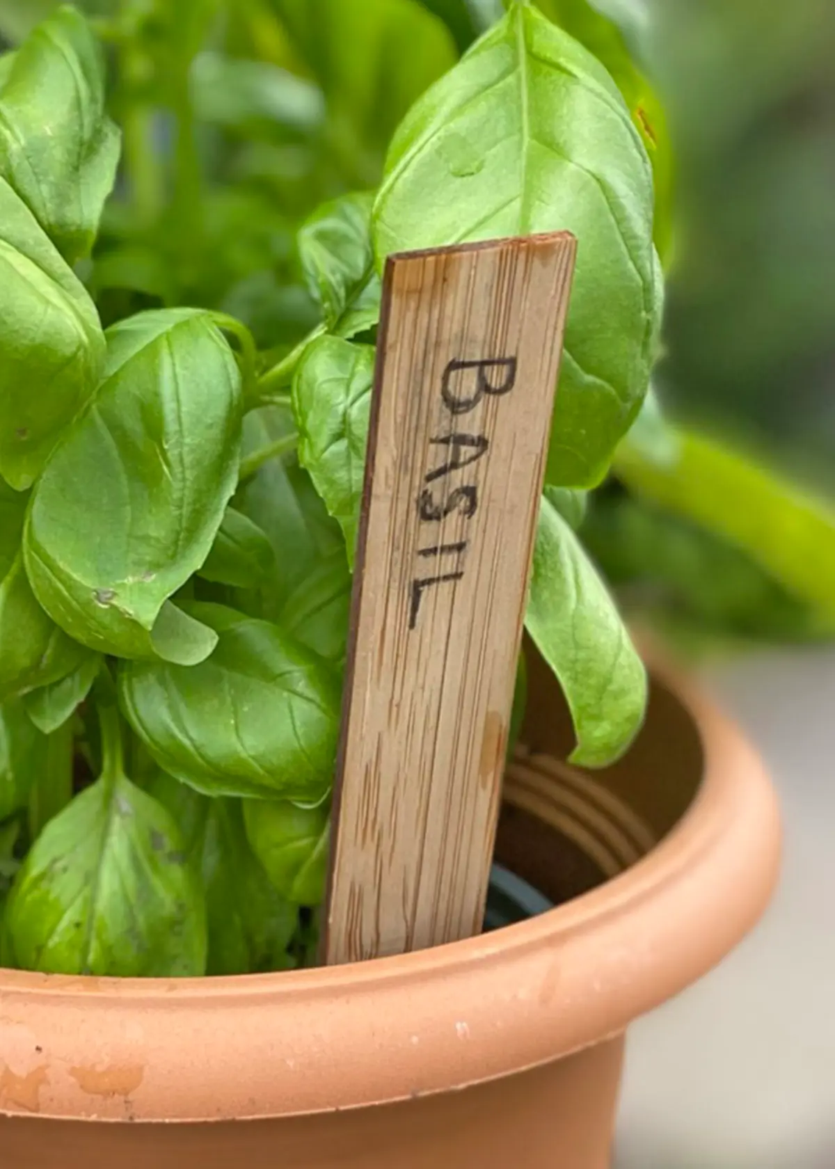 A photo of Pack of 10 Bamboo Plant Labels 15cm