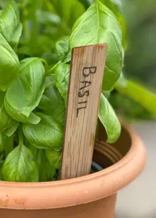 Pack of 10 Bamboo Plant Labels 15cm