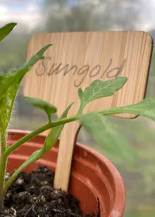 Pack of 10 Bamboo T Plant Labels 10cm