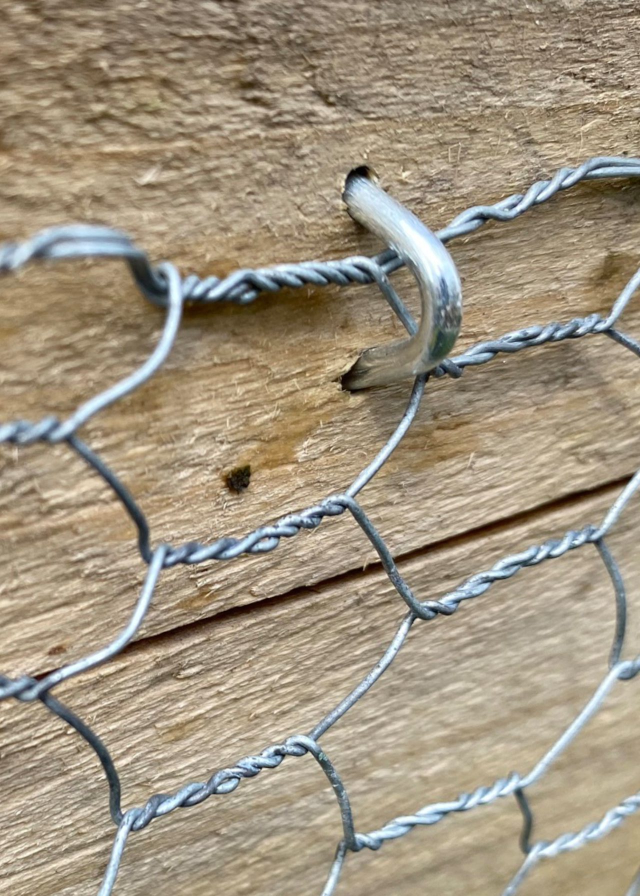 Pack of 50 Galvanised Staples 15mm