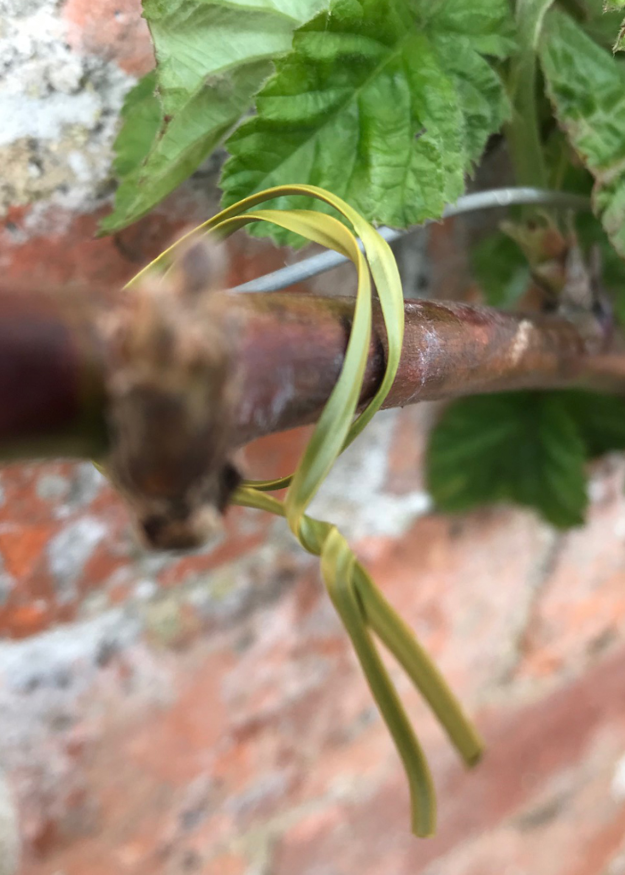 Twist Ties with Cutter Olive 50m