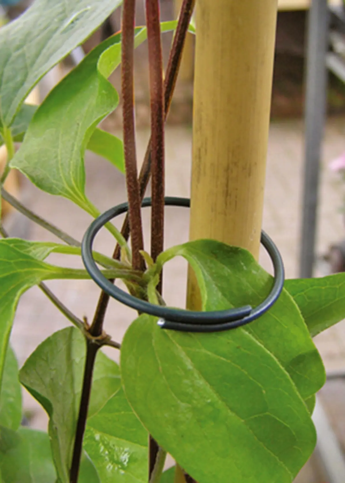 A photo of Pack of 50 Plant Rings Plastic Coated