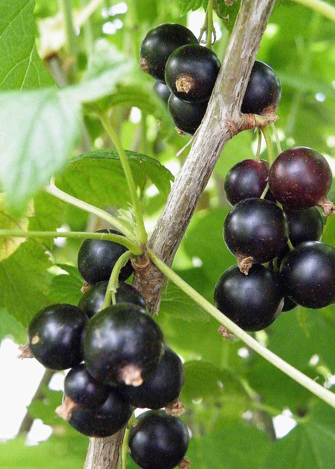Blackcurrant Ben Nevis Organic 1ltr