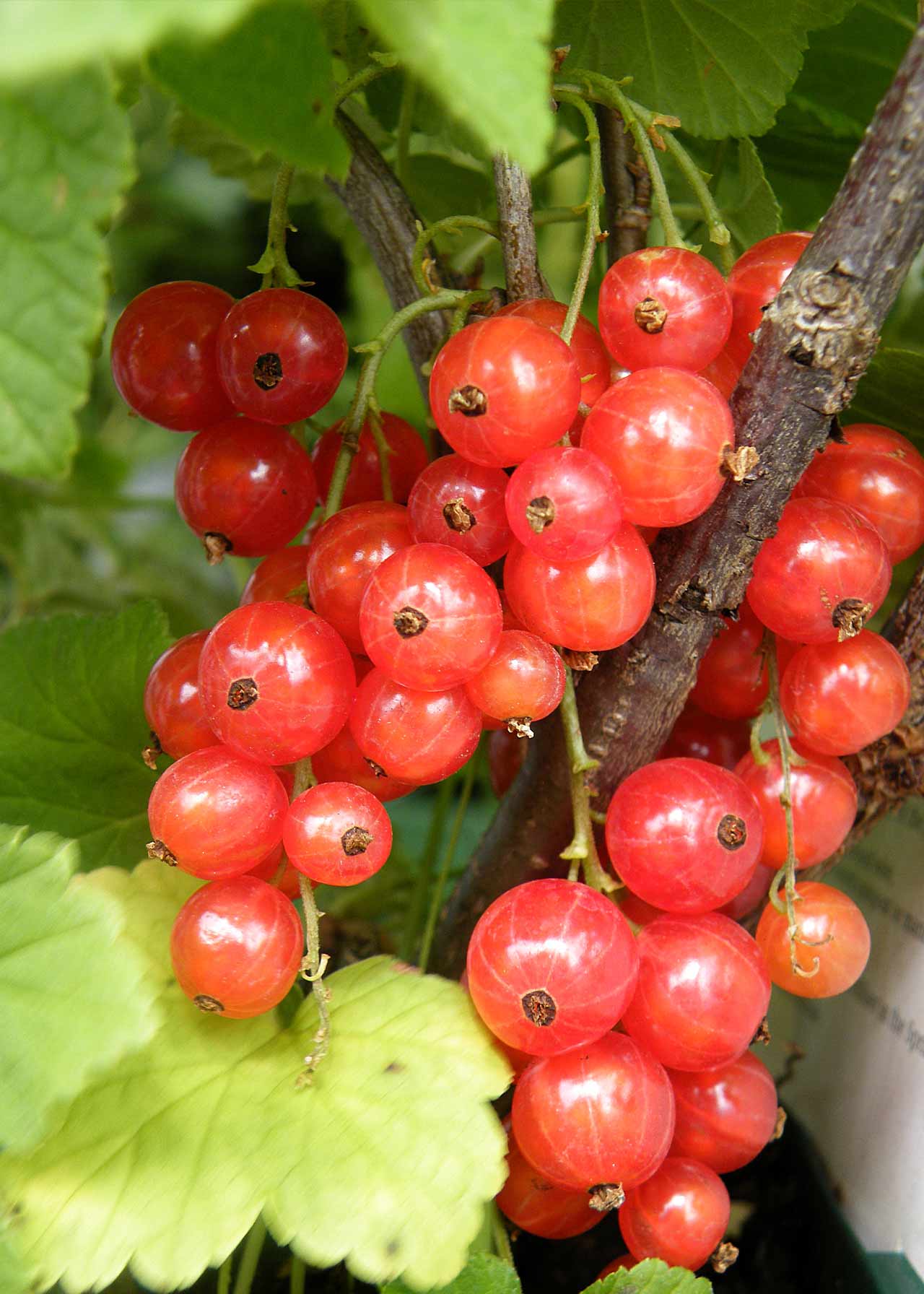 Redcurrant Jonkheer Van Tetes Organic 1ltr