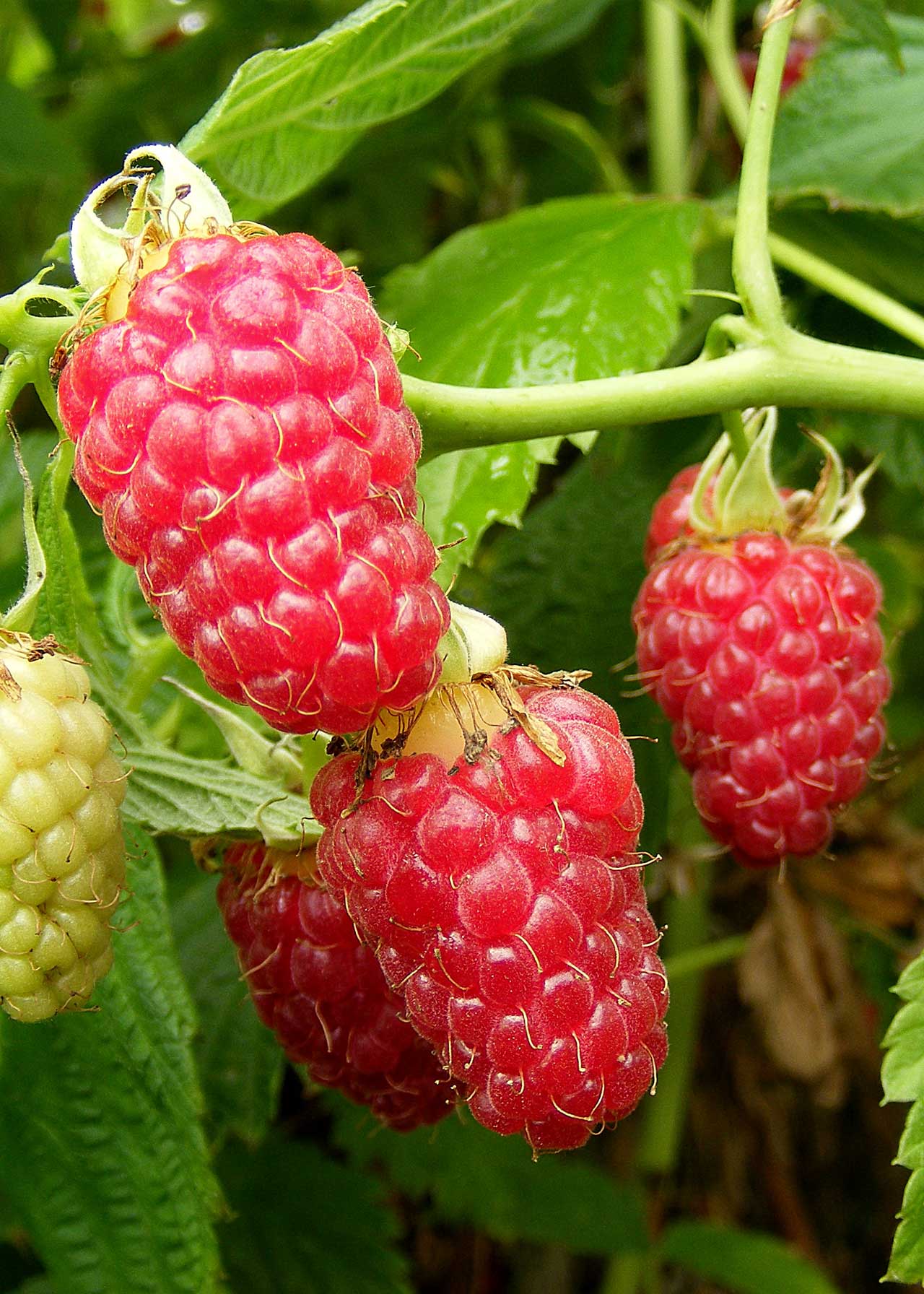 Raspberry Tulameen Organic 1ltr