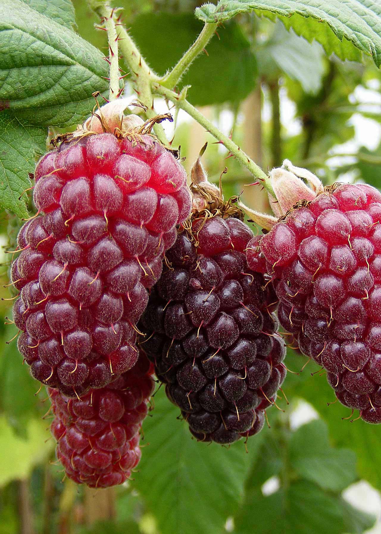 Tayberry Organic 1ltr
