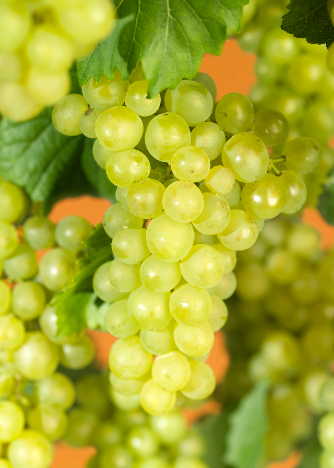 Grape Johanniter Organic 1ltr