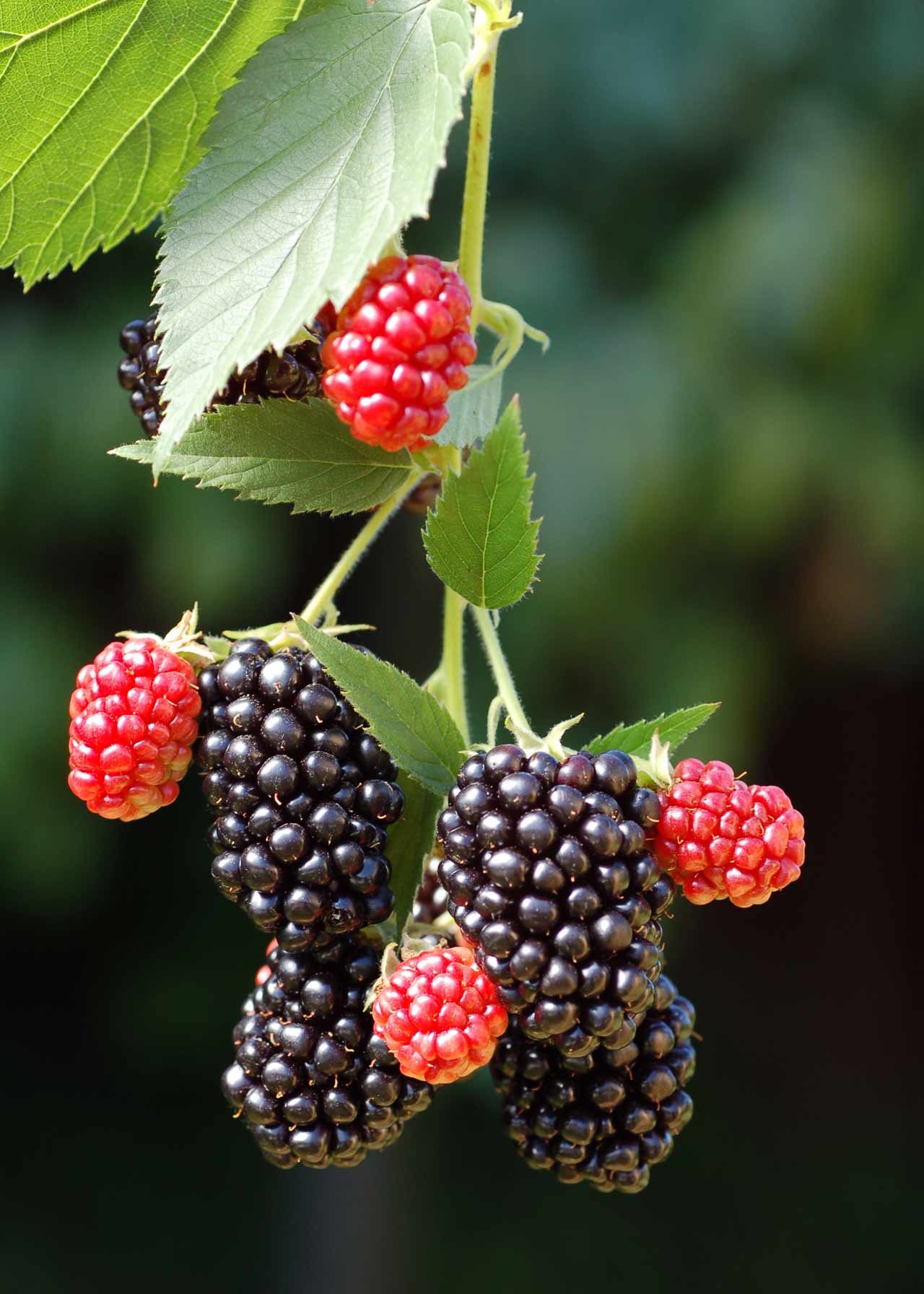 Blackberry Thornless Evergreen Organic 1ltr