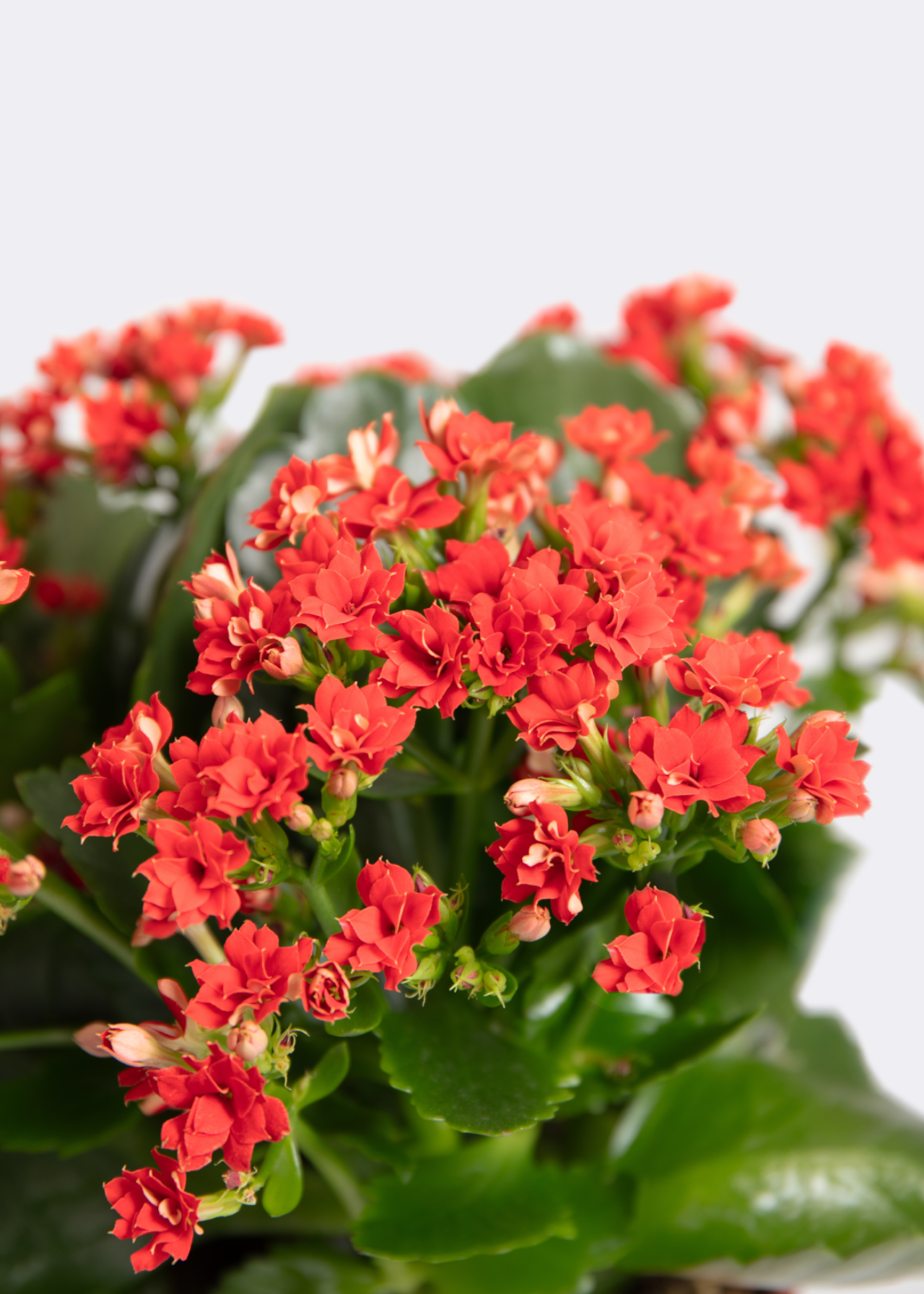 Kalanchoe Queen Red 10.5cm