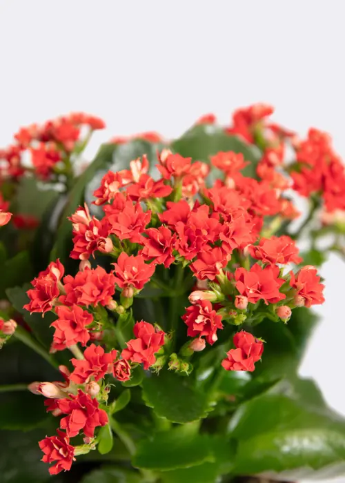Kalanchoe Queen Red 10.5cm
