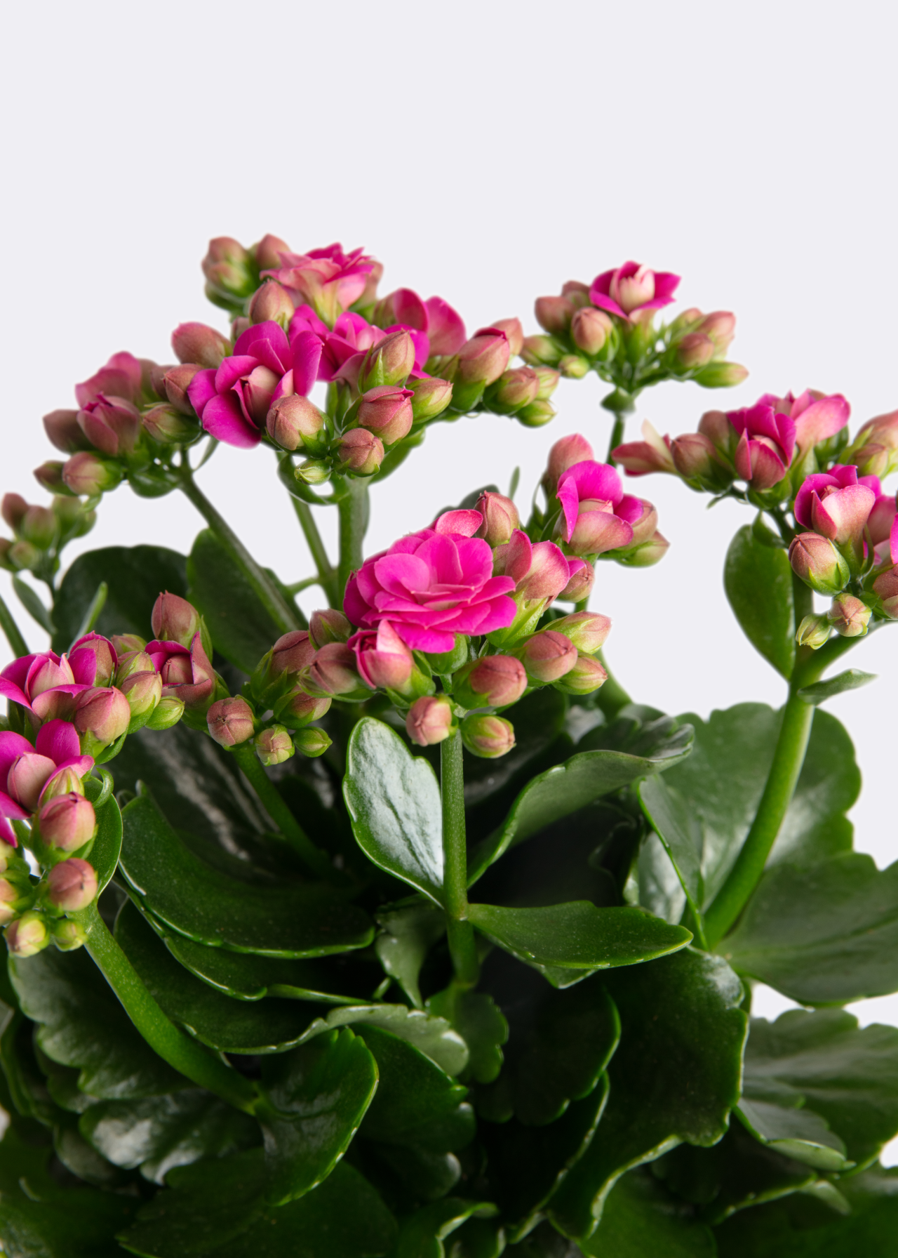 Kalanchoe Queen Dark Pink 10.5cm