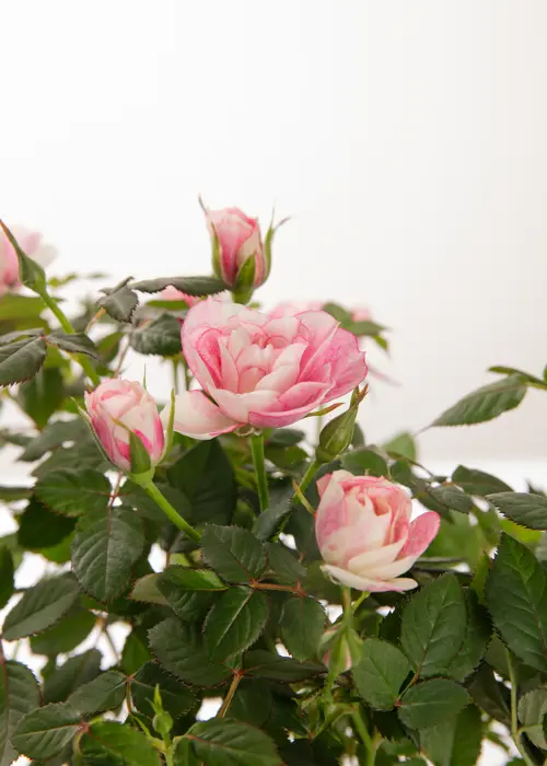 A photo of Pia Rose 10.5cm