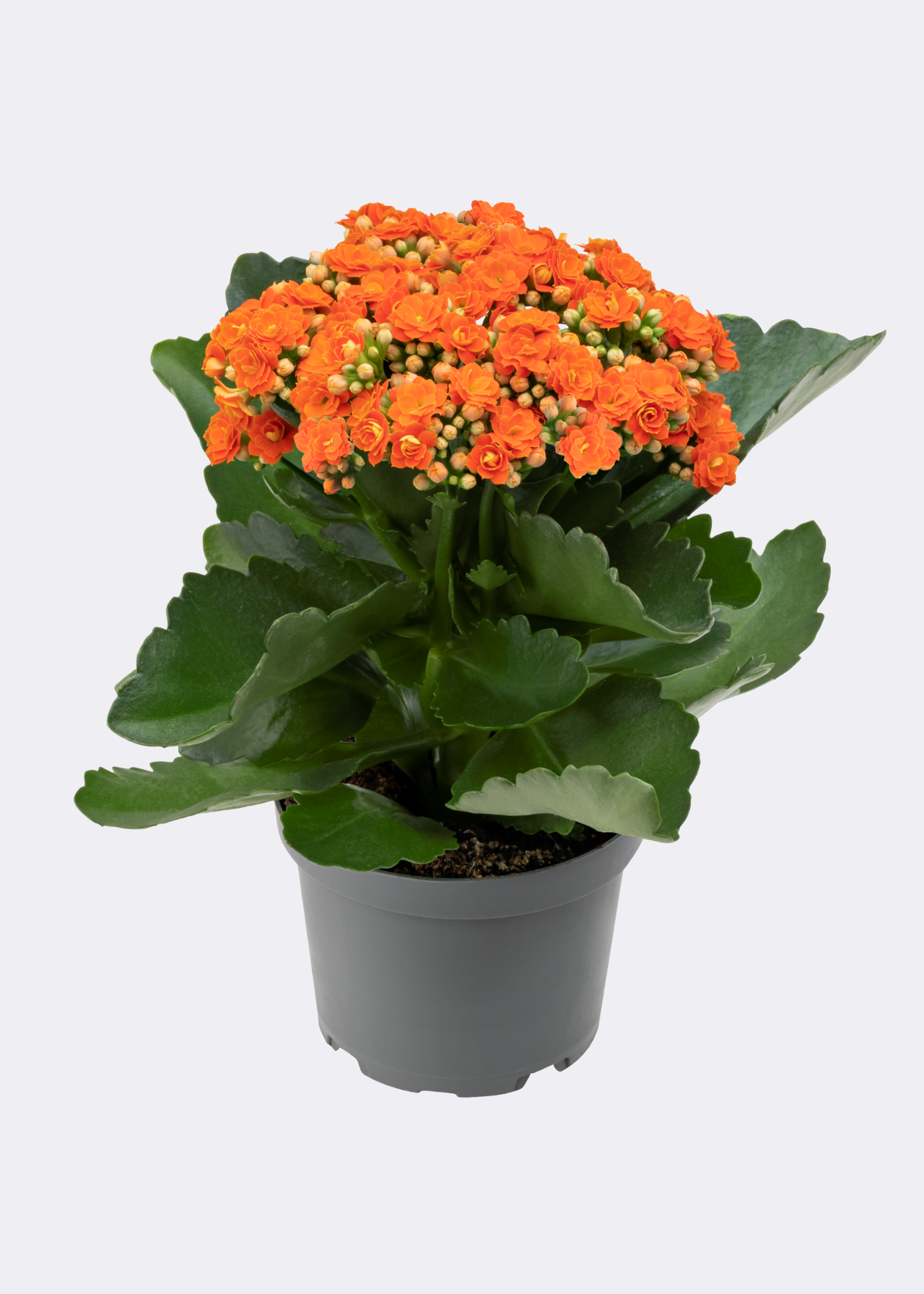 Kalanchoe Queen Orange 10.5cm
