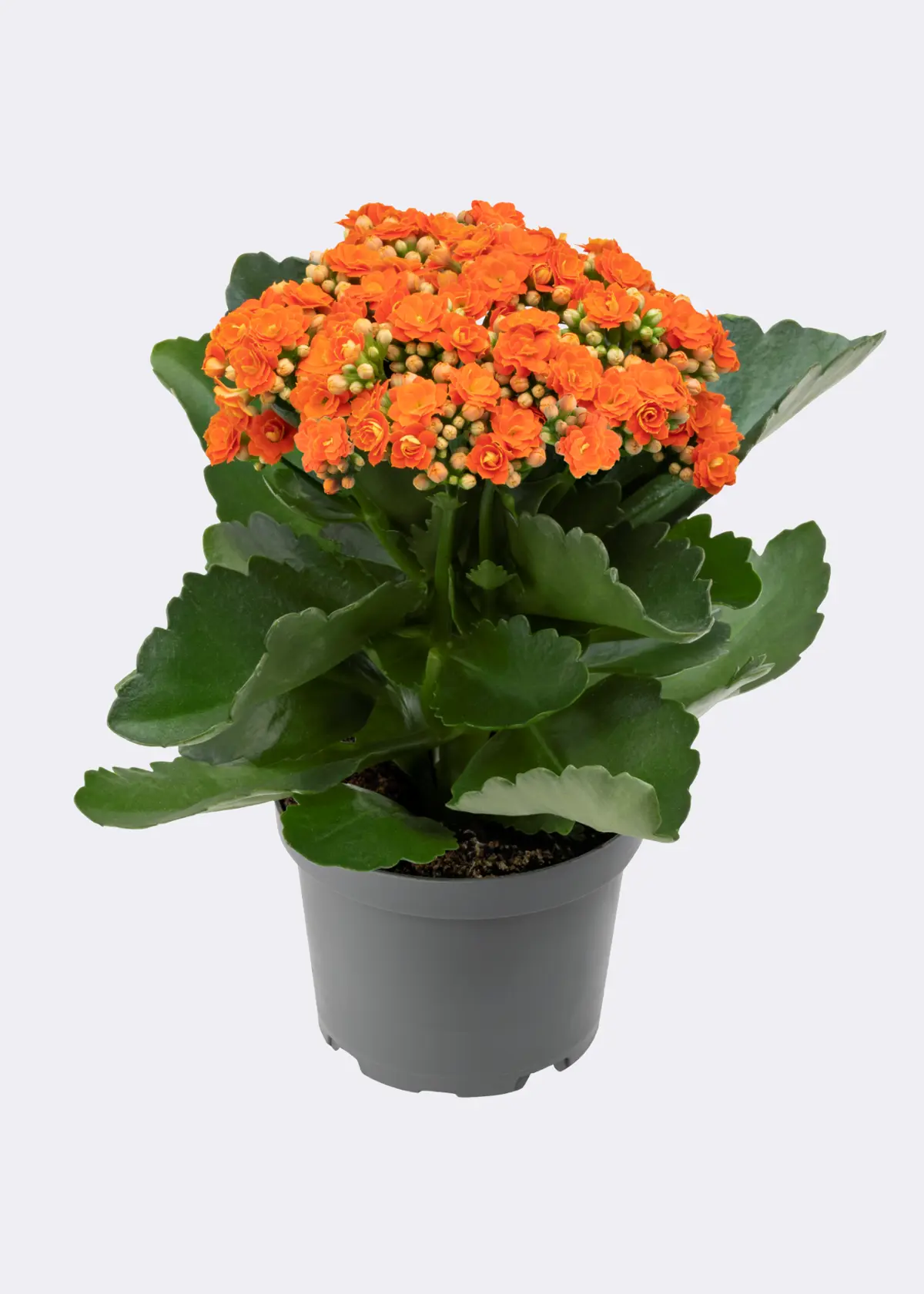 A photo of Kalanchoe Queen Orange 10.5cm