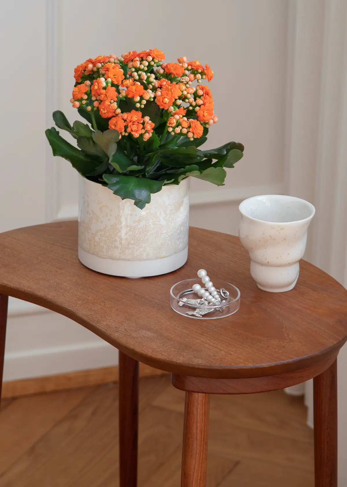A photo of Kalanchoe Queen Orange 10.5cm