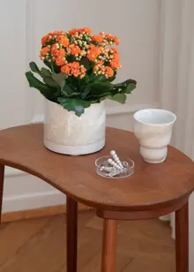 Kalanchoe Queen Orange 10.5cm