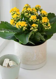 Kalanchoe Queen Yellow 10.5cm