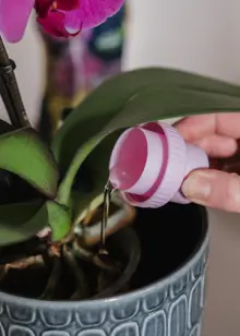 Westland Ready To Use Orchid Water 720ml