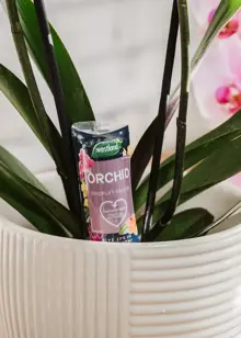 Westland Orchid Droplet Feeder 40ml