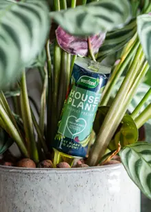 Westland Houseplant Droplet Feeder 40ml