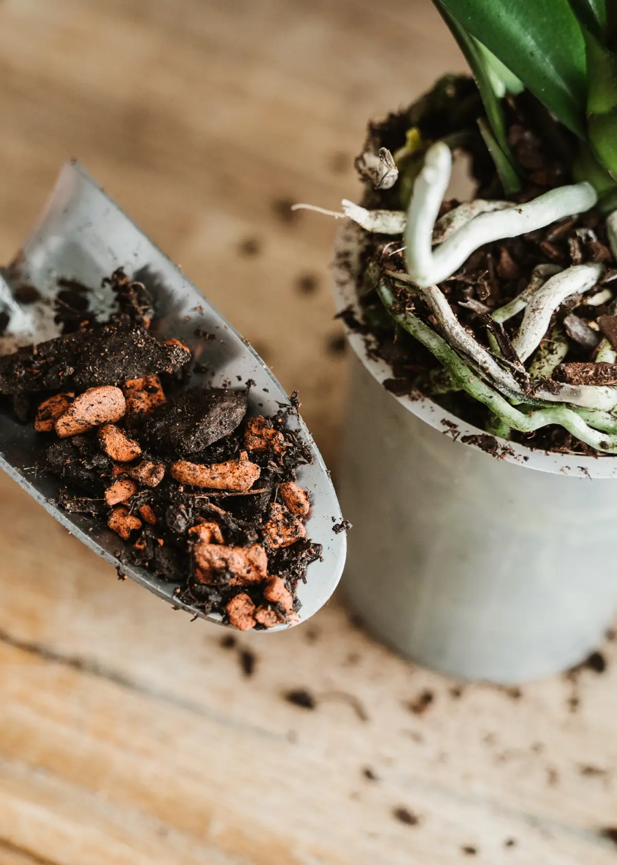 A photo of Orchid Potting Mix 8L