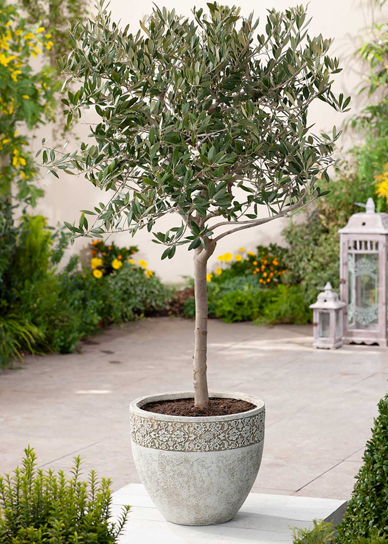 Olea Europaea Mini Std 1.7ltr