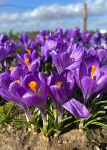 Crocus Blue Ocean Pack of 10