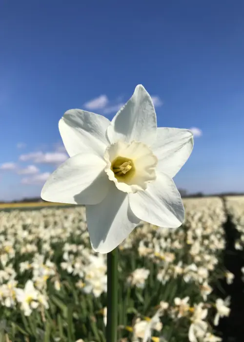A photo of Daffodil (Narcissus) Filly Pack of 5