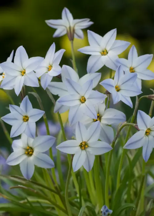 A photo of Ipheion Uniflorum Wisley Blue Pack of 10