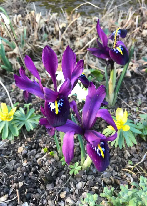 A photo of Iris Reticulata J.S.Dijt Pack of 6