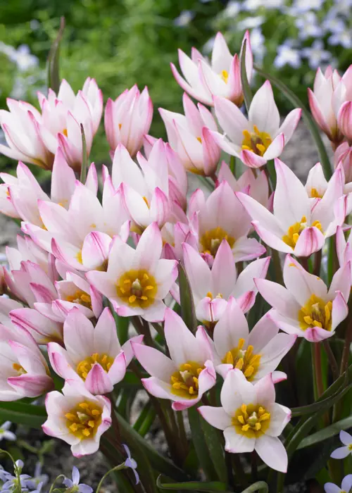 A photo of Tulip Hilde Pack of 5