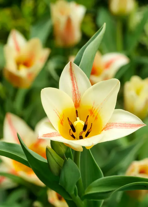 A photo of Tulip Quebec Pack of 5